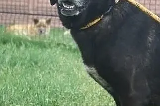 Wspaniała sunia w typie labradora szuka domu, , Wojtyszki