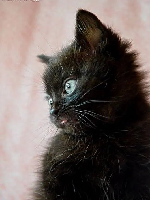 Kocurek 7 tyg,przytulak ,adopcja!!, świętokrzyski