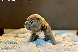 Buldog francuski szczeniak blue french buldog rodowód