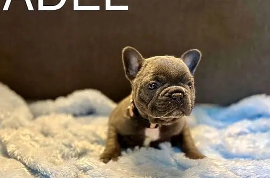 Buldog francuski szczeniak blue french buldog rodowód, Śląskie, Częstochowa