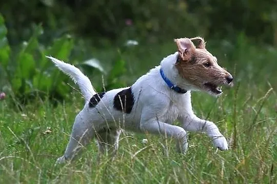 Parson Russell Terrier szczenię w Warszawie