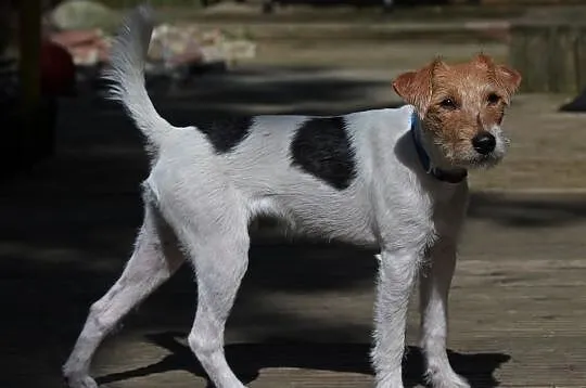 Parson Russell Terrier szczenię w Warszawie