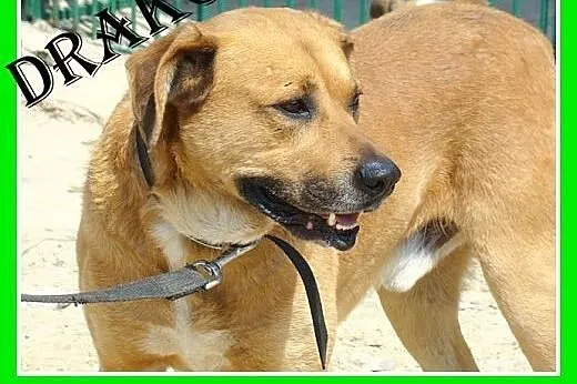 Jest dobrym stróżem,chodzi na smyczy,ma 5lat,waży 35kg,pies DRAKO,  małopolskie Kraków