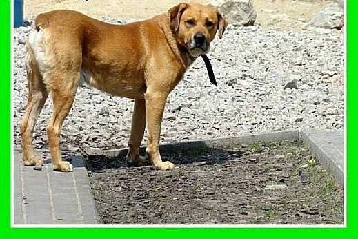 Jest dobrym stróżem,chodzi na smyczy,ma 5lat,waży 