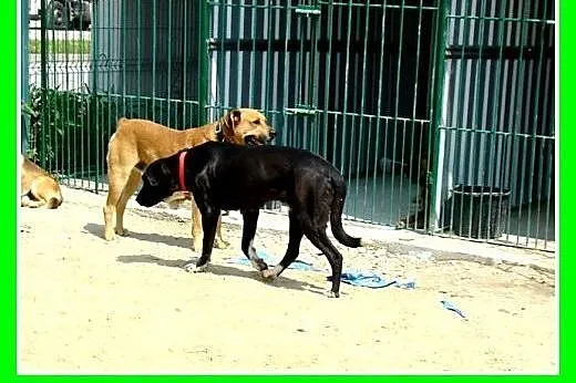 Jest dobrym stróżem,chodzi na smyczy,ma 5lat,waży 