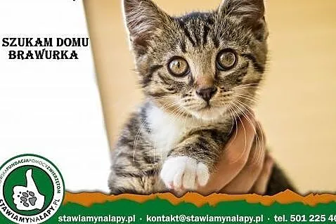 Brawurka. Fundacja Stawiamy Na Łapy,  małopolskie 