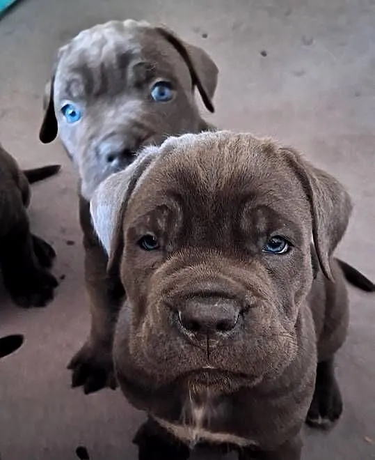 Cane corso szczeniaki, Śląskie, Żywiec