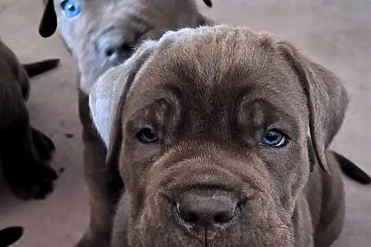 Cane corso szczeniaki, Śląskie, Żywiec