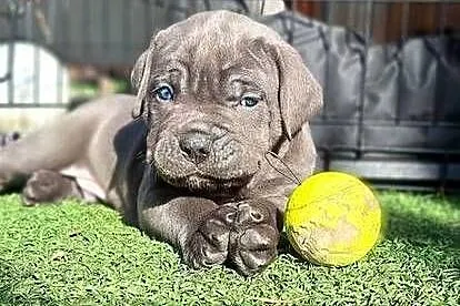 Cane corso szczeniaki, Śląskie, Żywiec