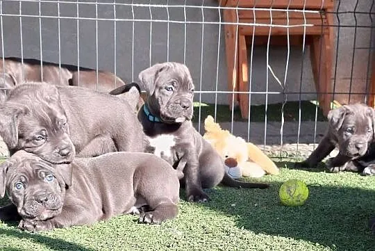 Cane corso szczeniaki, Śląskie, Żywiec