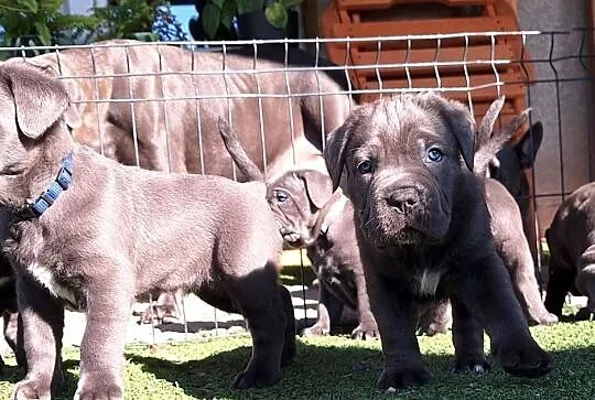 Cane corso szczeniaki, Śląskie, Żywiec