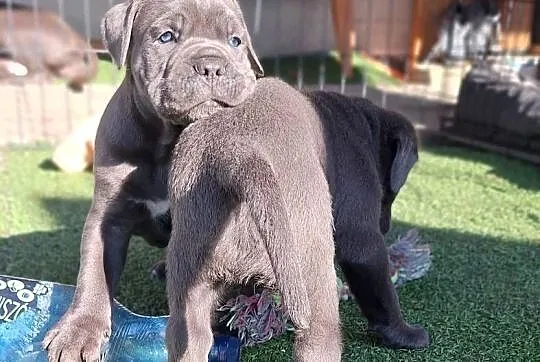 Cane corso szczeniaki, Śląskie, Żywiec