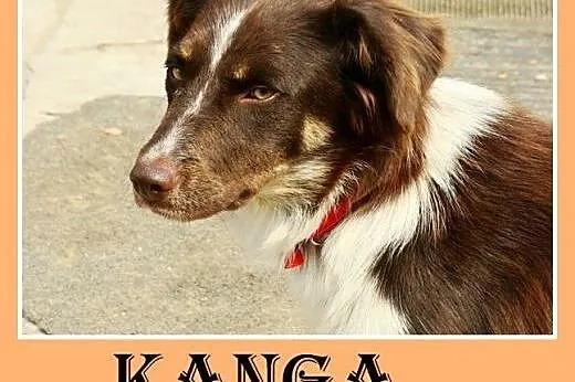 Średnia,czekoladowa,łagodna,towarzyska suczka KANGA.Adopcja,  małopolskie Kraków