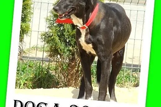 Jak mini dog,duża 36 kg,spokojna suczka DOGA.Adopcja,  łódzkie Łódź