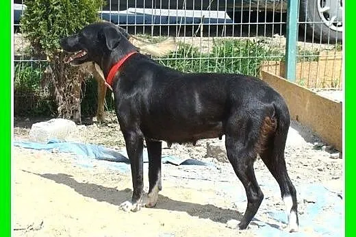 Jak mini dog,duża 36 kg,spokojna suczka DOGA.Adopc