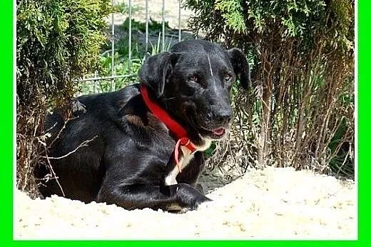 Jak mini dog,duża 36 kg,spokojna suczka DOGA.Adopc