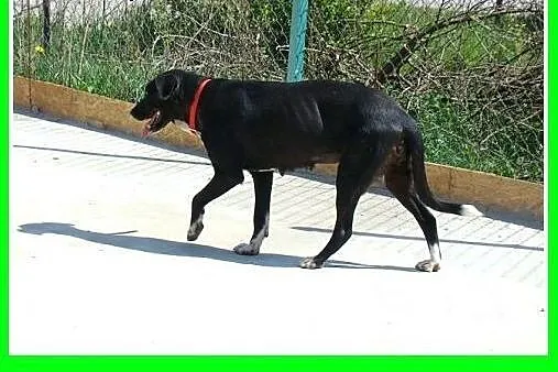 Jak mini dog,duża 36 kg,spokojna suczka DOGA.Adopc
