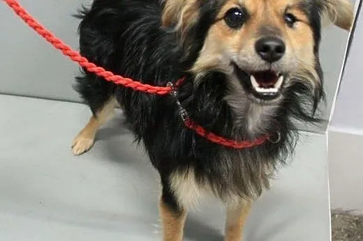 MAFI - 5 kg super mikro psiak bez oczka szuka koch