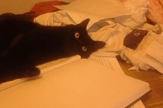 Delikatna, spokojna czarna kotka szuka fajnych lud