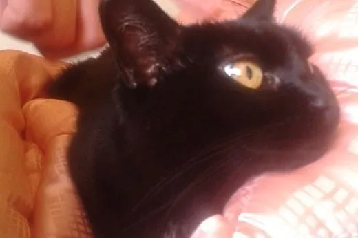 Delikatna, spokojna czarna kotka szuka fajnych lud