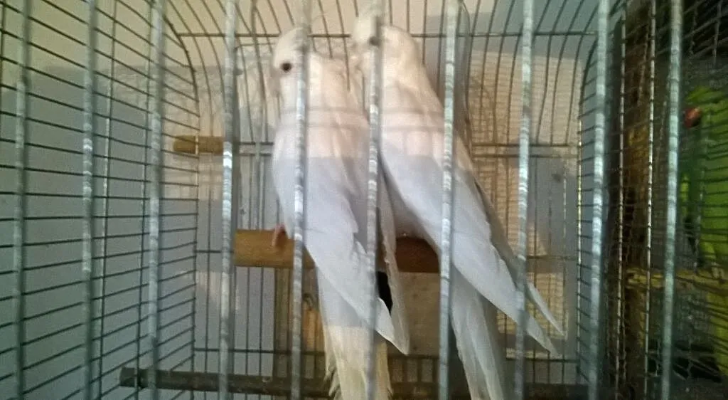 nimfy albino sprzedam lub zamienie, Podkarpackie, Rzeszów