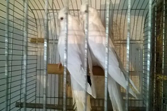nimfy albino sprzedam lub zamienie, Podkarpackie, Rzeszów