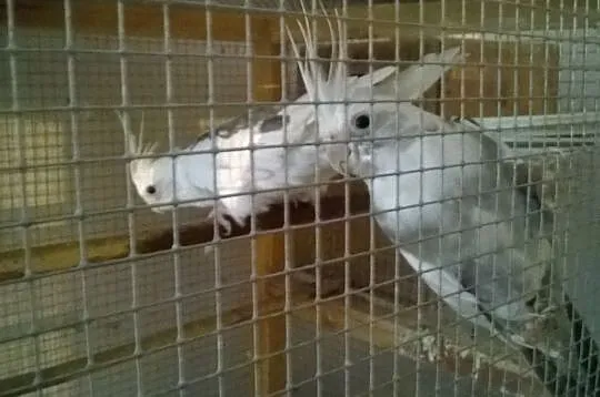 nimfy albino sprzedam lub zamienie, Podkarpackie, Rzeszów