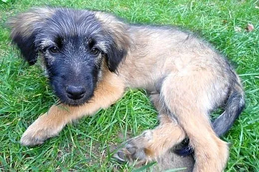 Maksiu 3 miesieczny piesek,adopcja!!,  świętokrzyskie Kielce