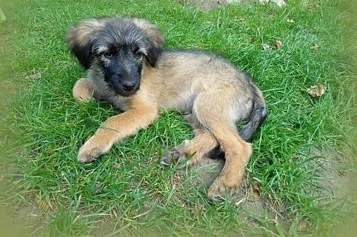Maksiu 3 miesieczny piesek,adopcja!!,  świętokrzys