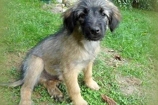 Maksiu 3 miesieczny piesek,adopcja!!,  świętokrzys