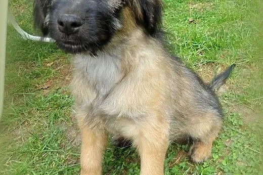 Maksiu 3 miesieczny piesek,adopcja!!,  świętokrzys