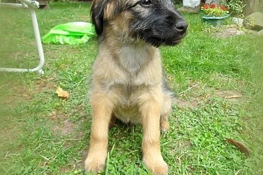 Maksiu 3 miesieczny piesek,adopcja!!,  świętokrzys