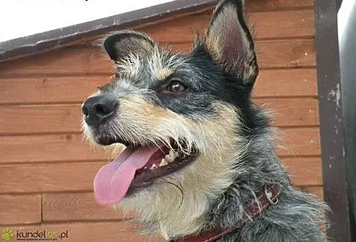 Foks - super przyjaciel do adopcji!, mazowieckie