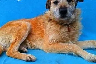 WOJTUŚ - cudowny psiak o idealnym charakterze do adopcji,  mazowieckie Warszawa