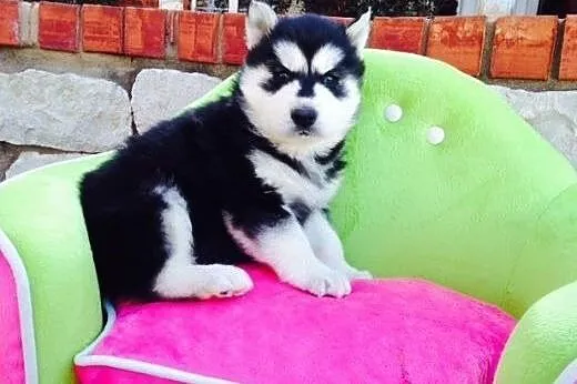 Siberian Husky szczenięta zdrowe,  Husky cała Polska