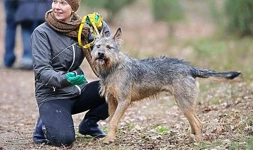 Odi to uroczy szorściak! Adoptuj!, mazowieckie Wa