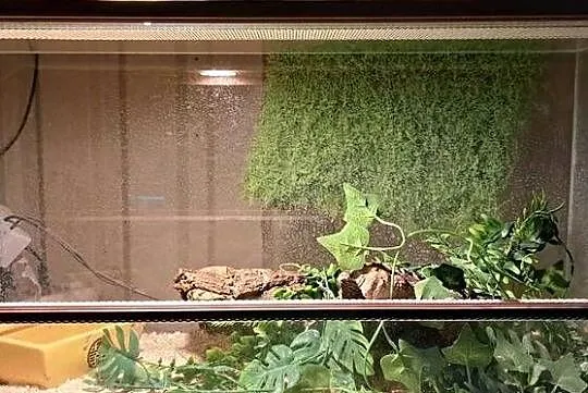 Pyton królewski z terrarium, Lubelskie, Hrubieszów