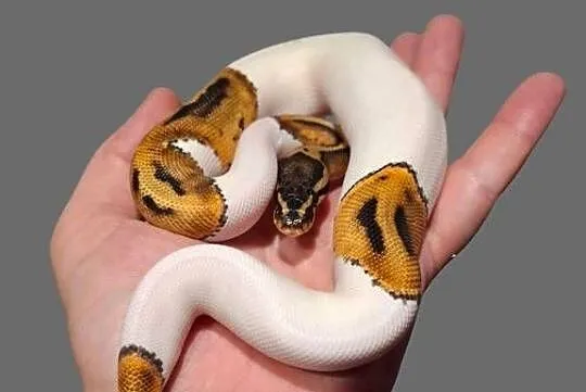 Pyton Królewski Piebald samiczka