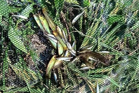 Narybek Lin ,karaś , słonecznica , wzdręga, Podkarpackie, Stalowa Wola