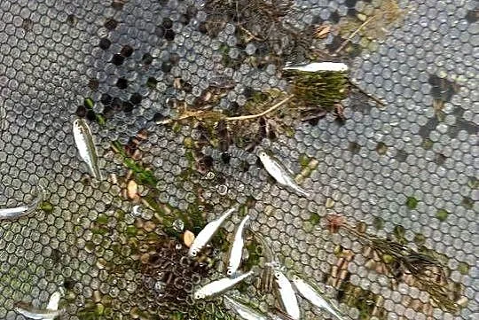 Narybek Lin ,karaś , słonecznica , wzdręga, Podkarpackie, Stalowa Wola