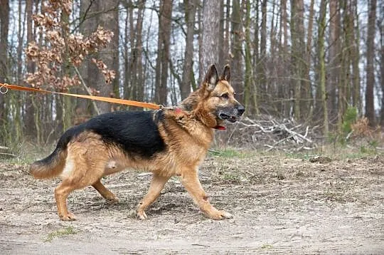 Ares - ułożony, przyjazny psiak w typie owczarka d, Warszawa