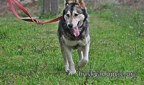 CHUCK- mądry pies w typie rasy Alaskan do adopcji,