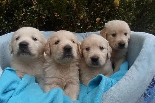 Golden Retriever,  kujawsko-pomorskie Toruń
