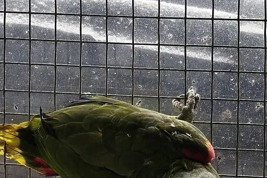 Amazonki niebieskoczelne para lęgowa, Małopolskie, Olkusz