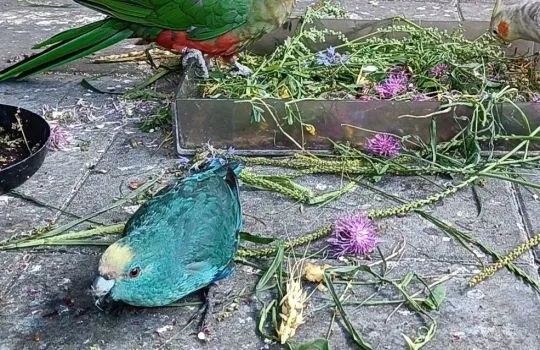 Sprzedam modrolotka czerwonoczelna, papuga kozia, koza, kakariki, , Siewierz