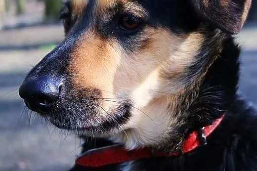 Tofik-słodki psiak do adopcji,  śląskie Sosnowiec