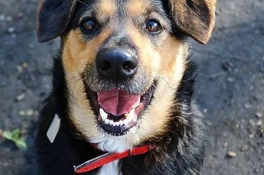 Tofik-słodki psiak do adopcji,  śląskie Sosnowiec