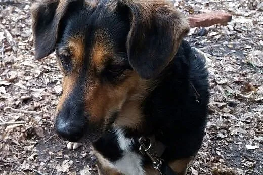 Tofik-słodki psiak do adopcji,  śląskie Sosnowiec