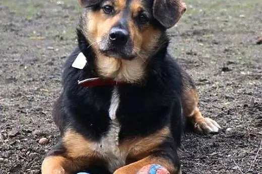 Tofik-słodki psiak do adopcji,  śląskie Sosnowiec