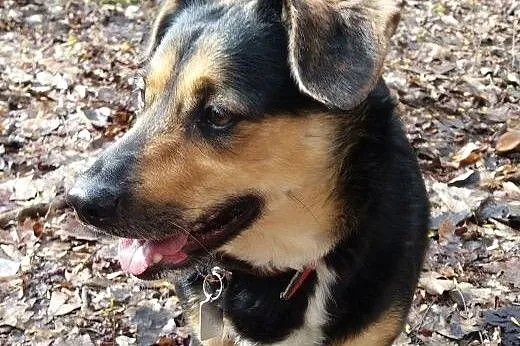 Tofik-słodki psiak do adopcji,  śląskie Sosnowiec